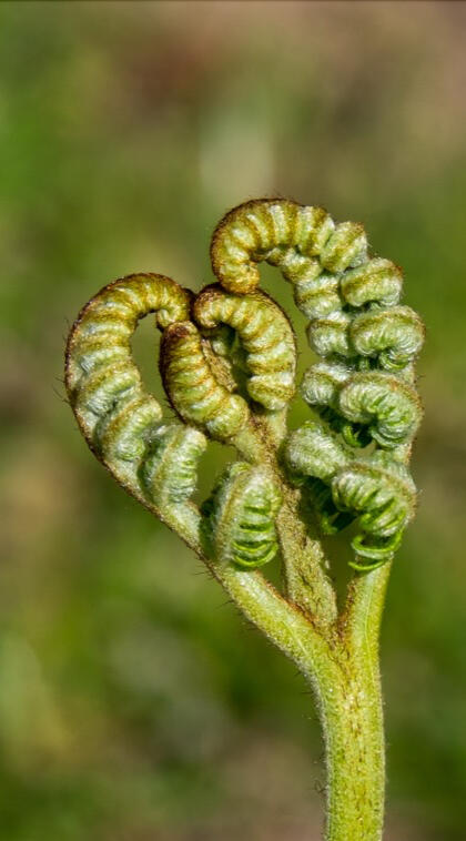 A close-up of a young fern frond beginning to unfurl in a heart-like shape, its curled tips forming two symmetrical spirals. The background is softly blurred green grass, evoking a sense of tenderness, new growth, and natural unfolding.