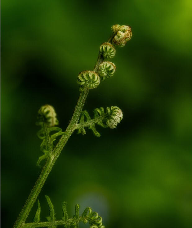 A cluster of vibrant green fern fronds in the early stages of unfurling, with tight coils at the tips of tall, delicate stalks. The background is softly blurred with more young ferns, creating a sense of lushness, growth, and emergence in a forest or garde