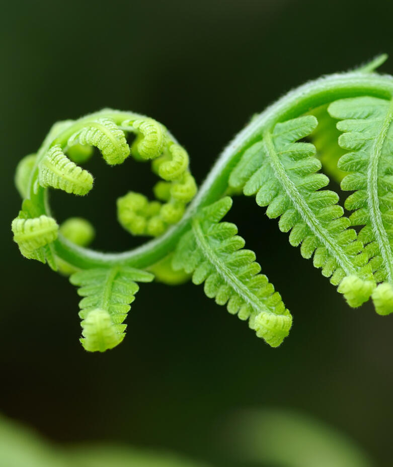 A close-up of a delicate green fern frond beginning to unfurl in a graceful spiral, with tiny curled tips and soft, fuzzy texture. The background is a smooth, deep green blur, creating a sense of gentle focus, support, and natural unfolding.